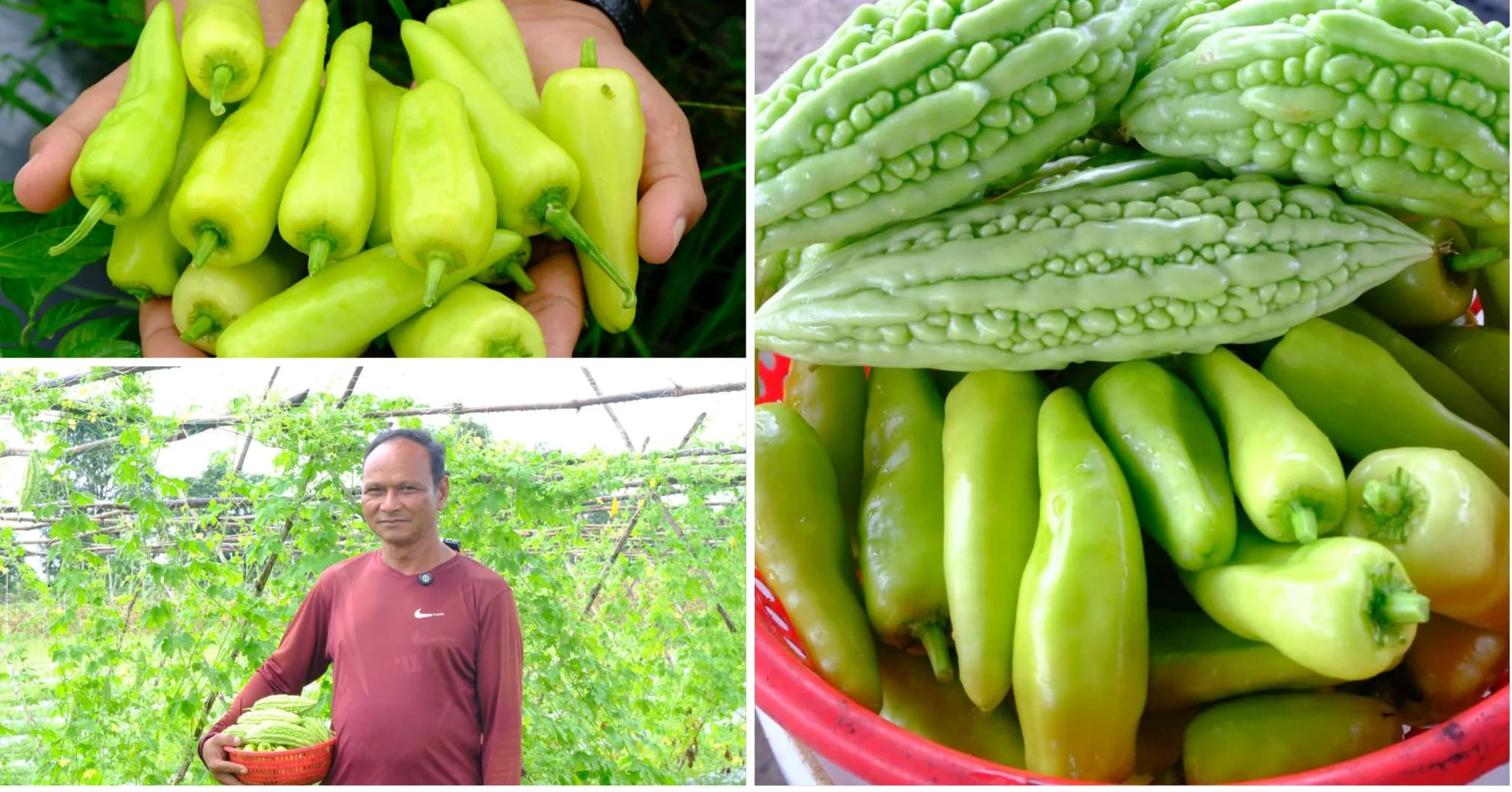 ដីមួយកន្លែង អាចបង្កើតជាប្រភពចំណូលដ៏សំខាន់សម្រាប់គ្រួសារ កសិករខិតខំប្រឹងប្រែង មានបច្ចេកទេស និងចេះរៀបចំការដាំដុះឱ្យស្របតាមតម្រូវការទីផ្សារ ជាក់ស្តែង ការដាំបន្លែចម្រុះ និងការរៀបចំផលិតកម្មឱ្យមានផលជាបន្តបន្ទាប់ បានក្លាយជារបរជួយឱ្យកសិករមួយចំនួនអាចបង្កើនប្រាក់ចំណូល និងលើកកម្ពស់ជីវភាពគ្រួសារ