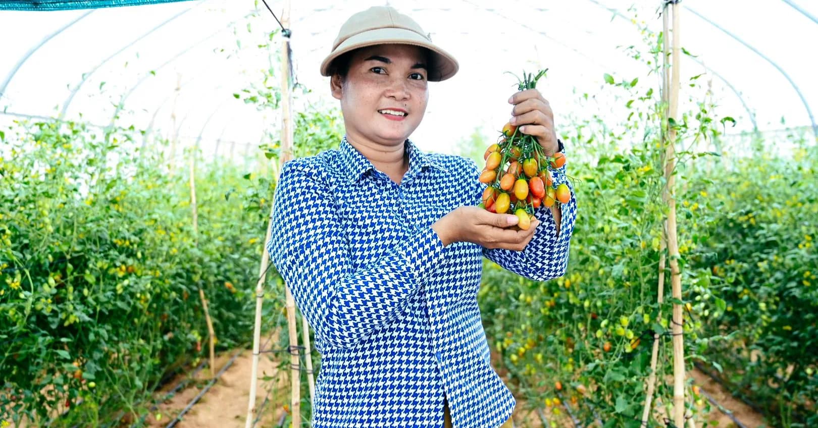ដំណាំប៉េងប៉ោះឈើរីក្នុងផ្ទះសំណាញ់៖ ជម្រើសថ្មីរបស់សហគមន៍ ទិន្នផលល្អ កសិកម្មរីកចម្រើន ដំណាំប៉េងប៉ោះឈើរីក្នុងផ្ទះសំណាញ់ ស្ថិតក្នុងភូមិពីរី ឃុំភារីមានជ័យ ស្រុកបសេដ្ឋ ខេត្តកំពង់ស្ពឺ កំពុងទទួលបានទិន្នផលល្អប្រសើរ
