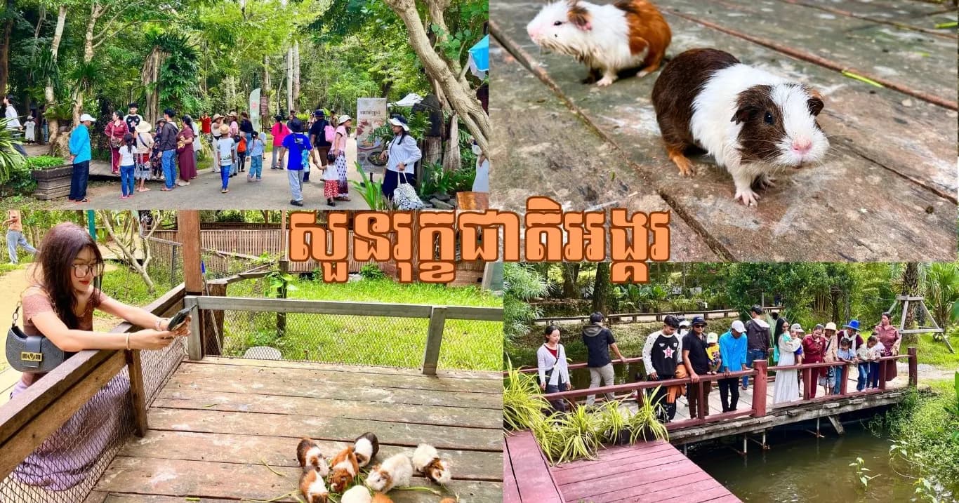 ឱកាសថ្ងៃចុងសប្តាហ៍នេះ ភ្ញៀវទេសចរច្រើនកុះករ បានមកទស្សនាកម្សាន្ត និងស្រូបយកខ្យល់អាកាសបរិសុទ្ធនៅសួនរុក្ខជាតិអង្គរ ដែលជាតំបន់ទេសចរណ៍ធម្មជាតិ និងវប្បធម៌ដ៏មានការទាក់ទាញមួយក្នុងខេត្តសៀមរាប ។
