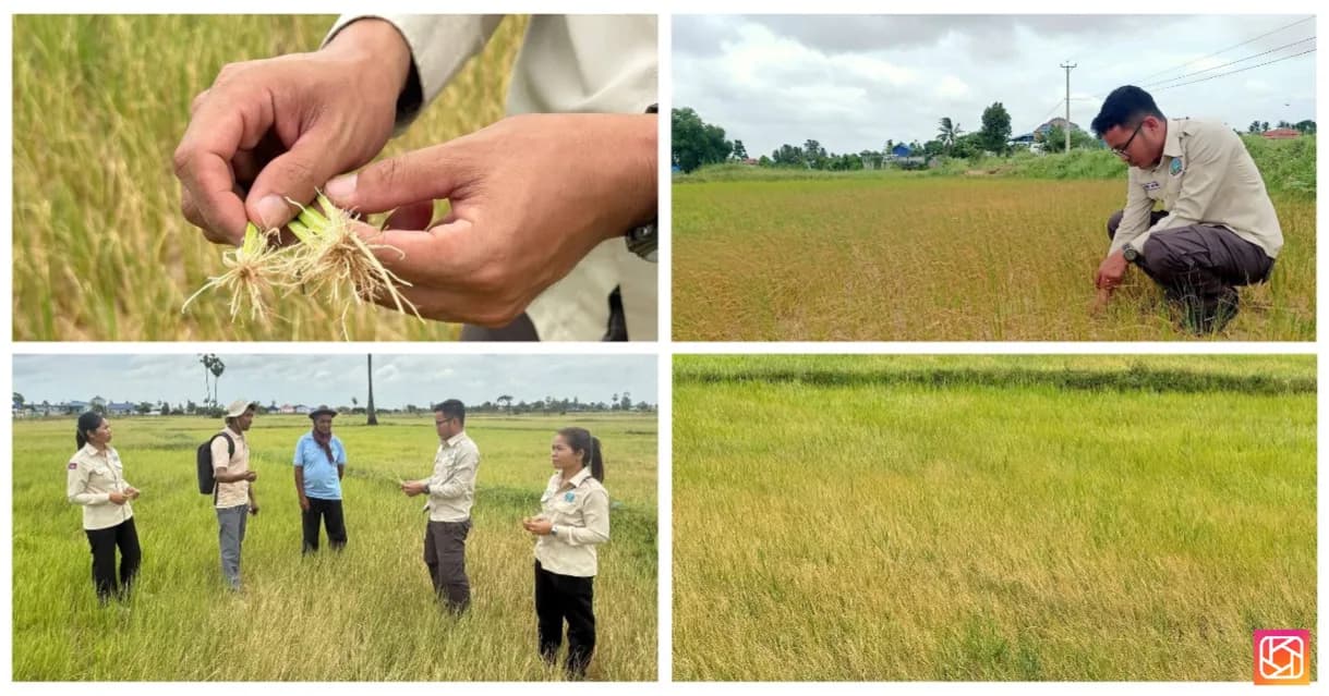 ឥទ្ធិពលនៃបាតុភូតអែលនីញ៉ូ(El Niño)បានកំពុងបង្កជាផលប៉ះពាល់ដល់ផលិតកម្មដំណាំស្រូវរដូវវស្សានៅក្នុងឃុំ សង្កាត់ មួយចំនួន ក្នុងខេត្តកំពង់ស្ពឺ